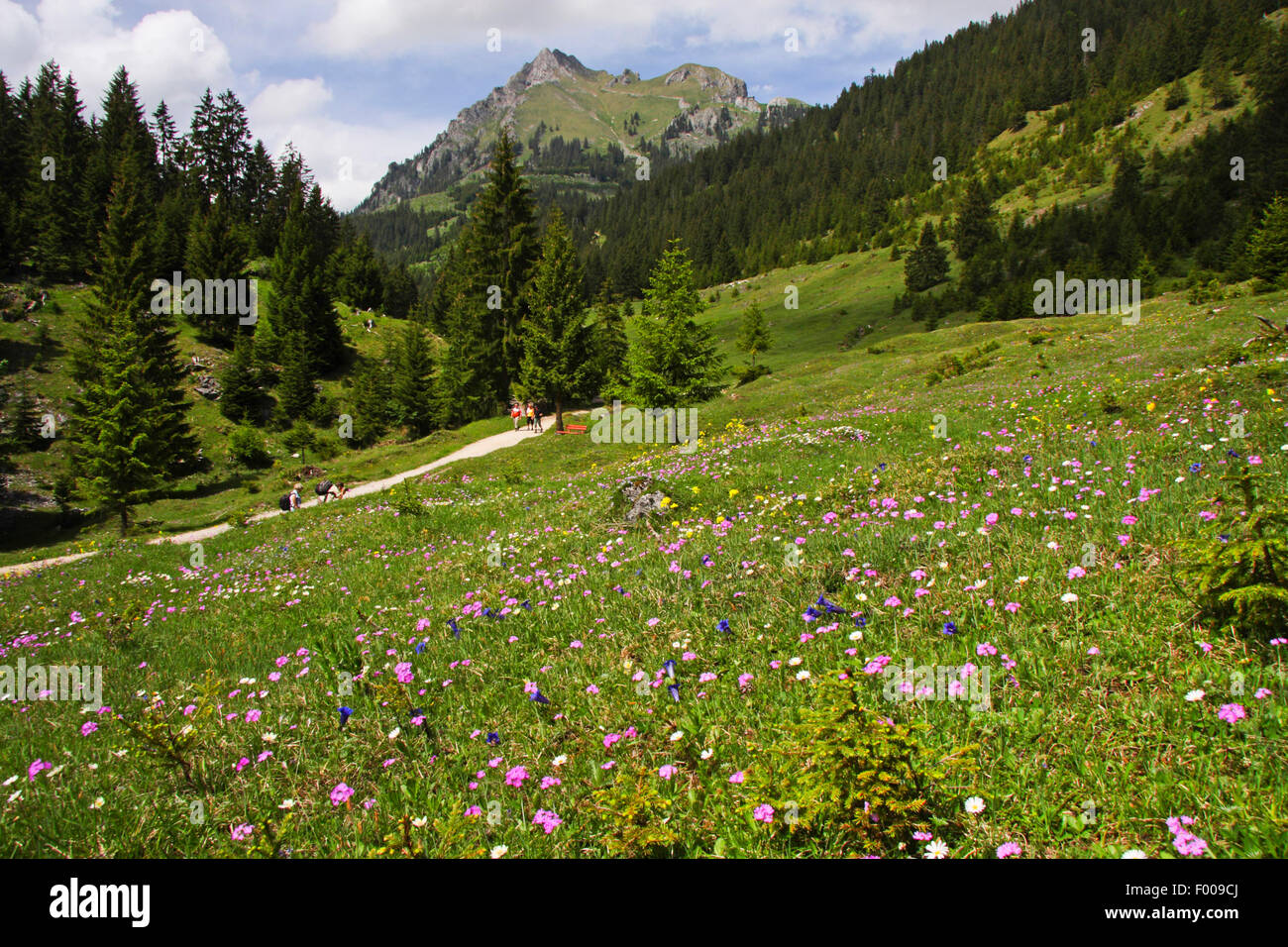 bird's-eye primrose (Primula farinosa), mountain meadow with bird's-eye primroses, gentianas and other alpine flowers near Graen, Austria, Tyrol Stock Photo