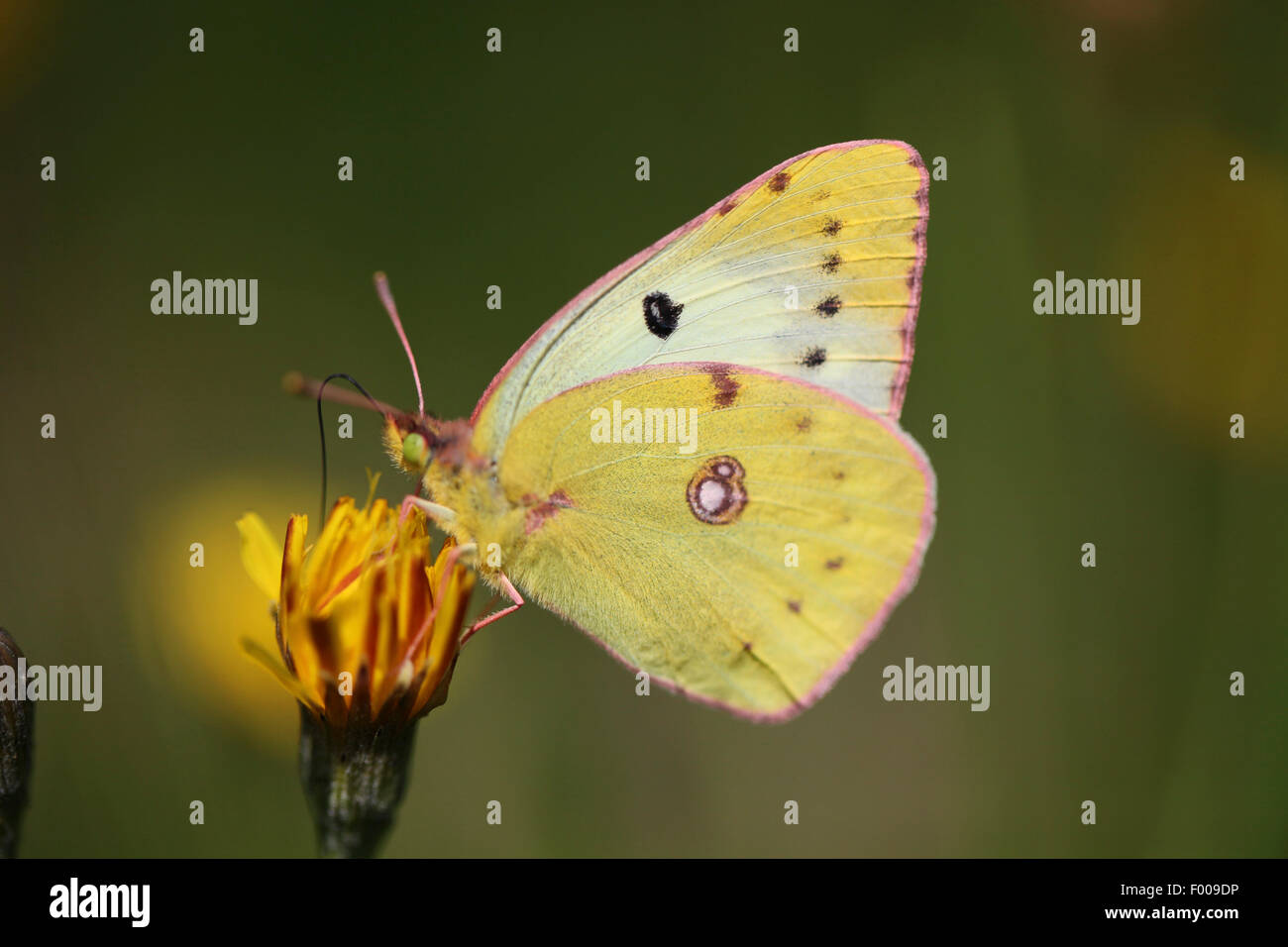 Pale Clouded Yellow (Colias hyale), Female, Germany, Bavaria Stock Photo