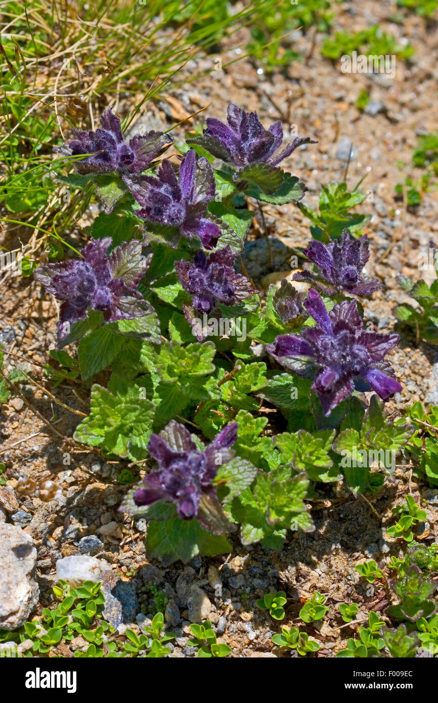 Alpine bartsia, Velvetbells (Bartsia alpina), inflorescence, Germany Stock Photo