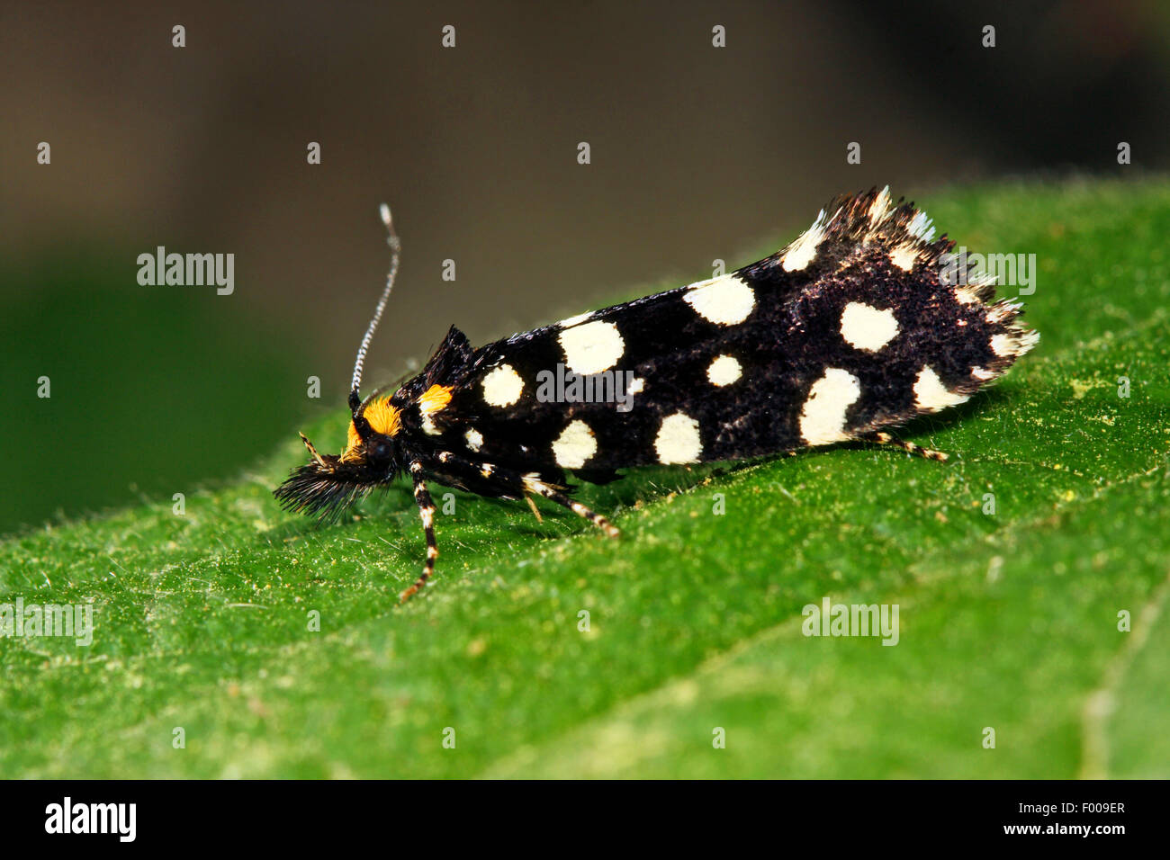 Black Clothes, Motte, Motten, Tineidae, tineoid moth, tineoid moths (Euplocamus anthracinalis, Tinea anthracinella, Tinea guttella), on a leaf, Germany Stock Photo
