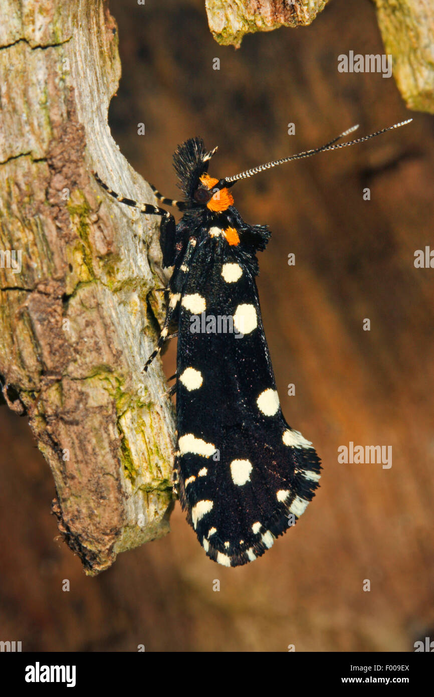 Black Clothes, Motte, Motten, Tineidae, tineoid moth, tineoid moths (Euplocamus anthracinalis, Tinea anthracinella, Tinea guttella), on deadwood, Germany Stock Photo