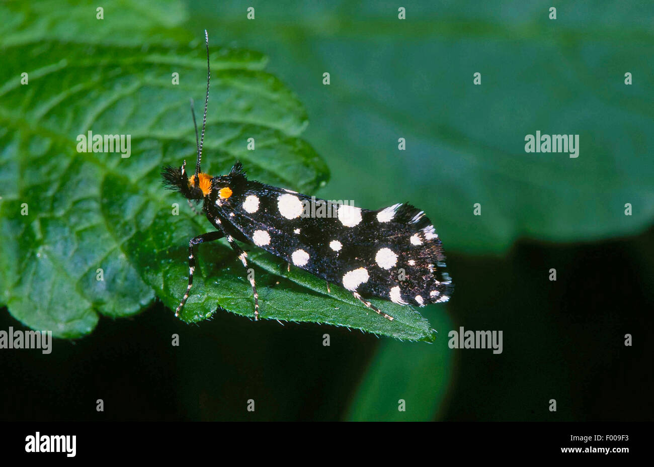Black Clothes, Motte, Motten, Tineidae, tineoid moth, tineoid moths (Euplocamus anthracinalis, Tinea anthracinella, Tinea guttella), on a leaf, Germany Stock Photo