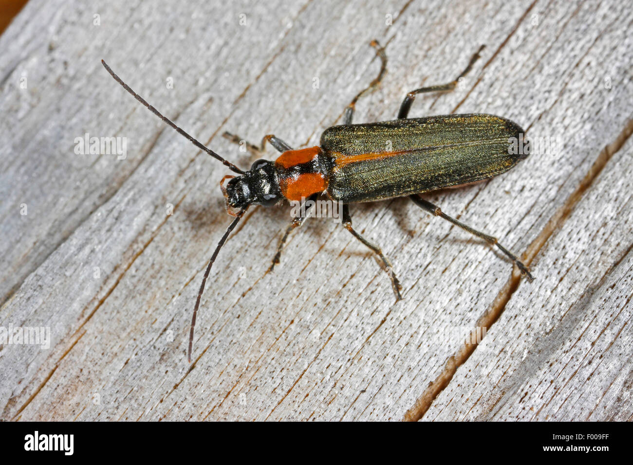 Pollen feeding beetles hires stock photography and images Alamy