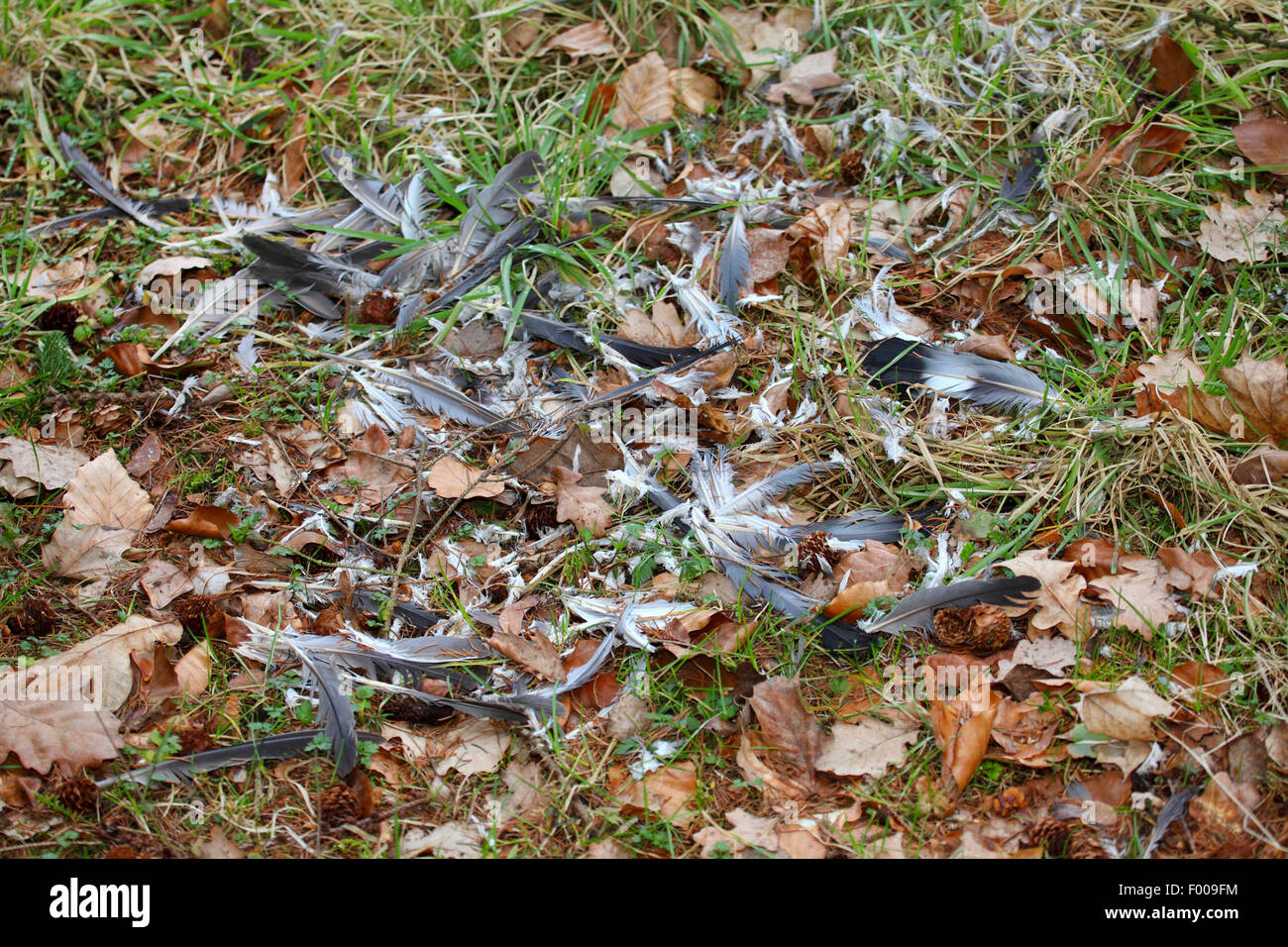 plucking, sparrowhawk or goshawk has captured a wood pigeon, plucked and eaten, Germany Stock Photo