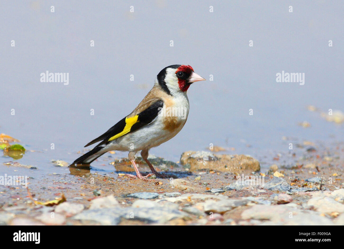 Eurasian goldfinch (Carduelis carduelis), at a slop, Germany Stock Photo
