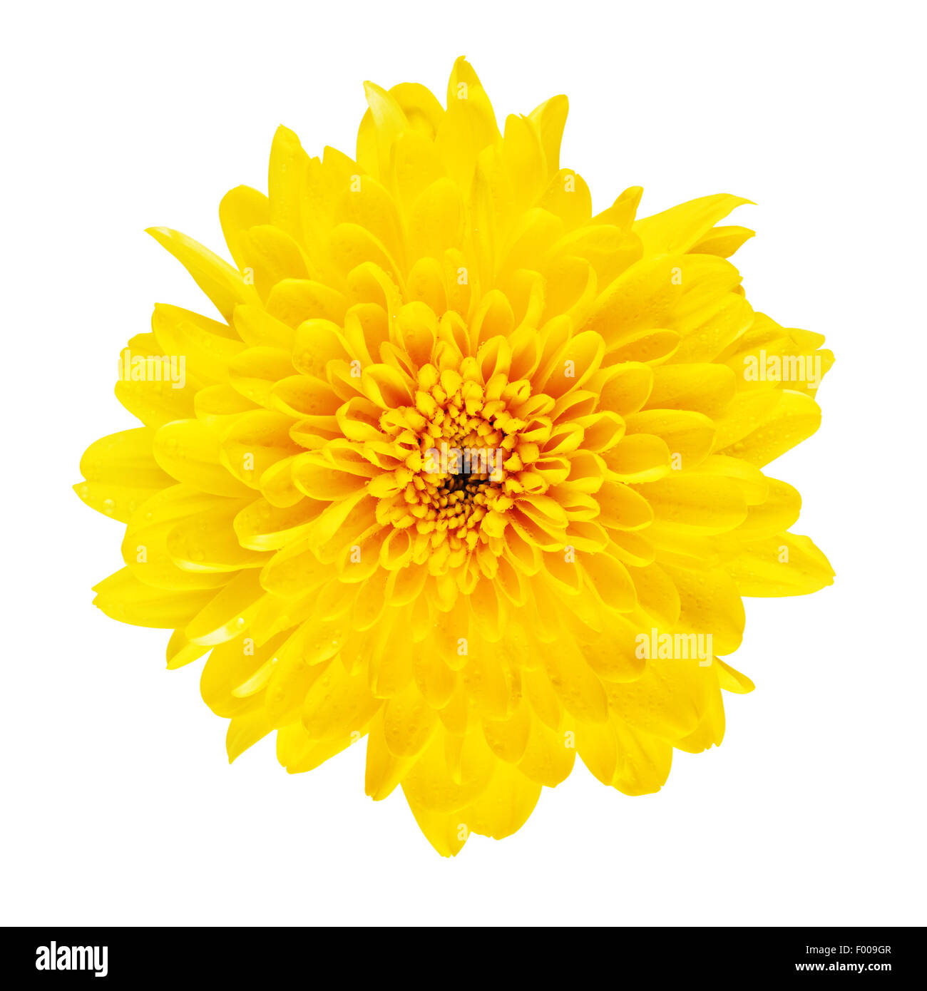 yellow flower chrysanthemum top view, isolated on white Stock Photo