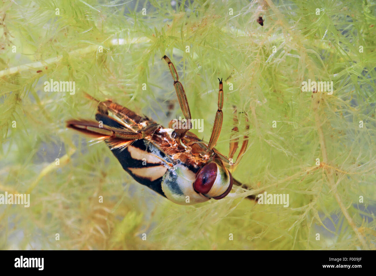 Backswimmers, Water boatmen (Notonecta obliqua), with waterplants, Germany Stock Photo