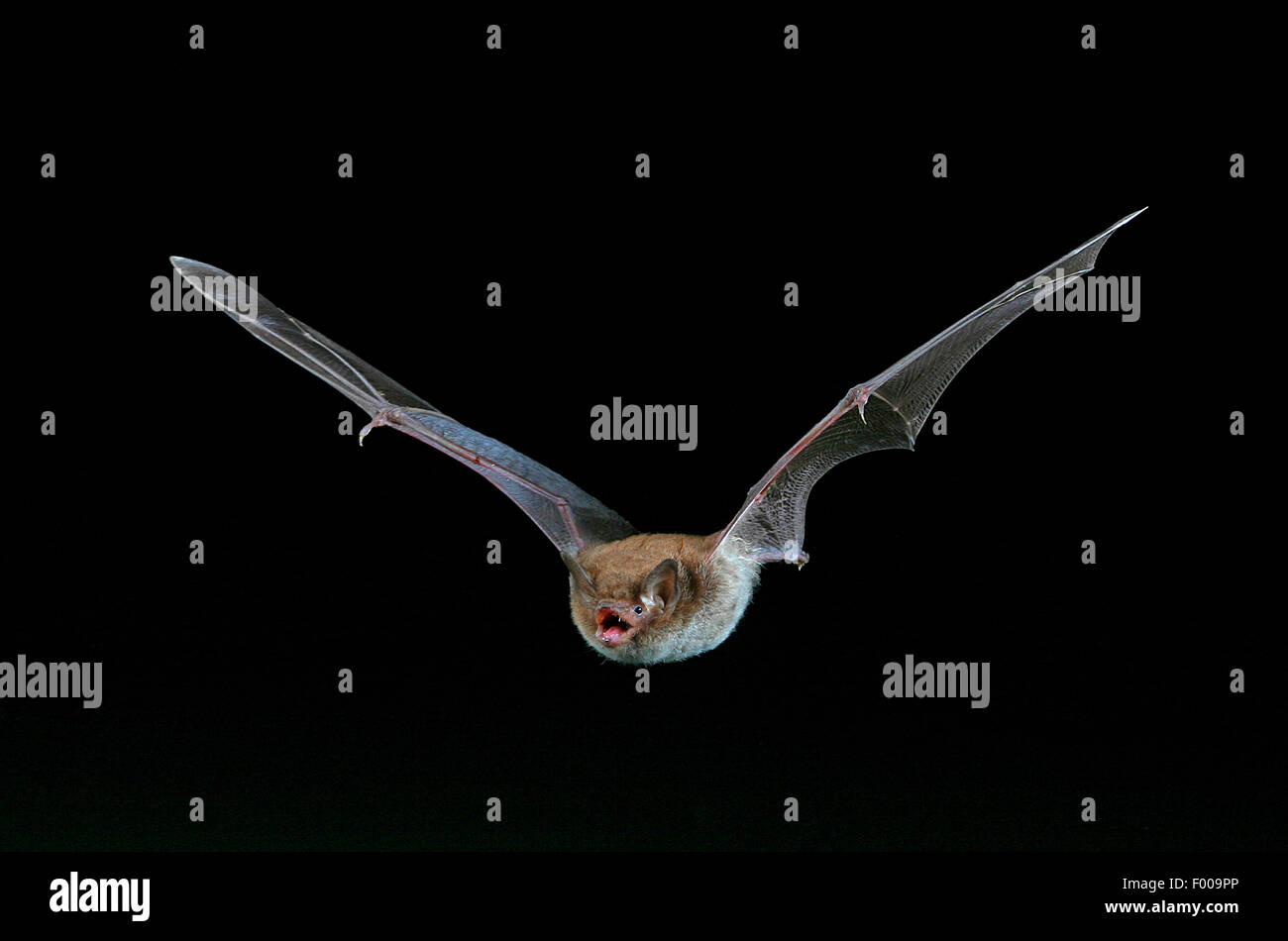 Daubenton's bat (Myotis daubentoni), in flight, Germany Stock Photo