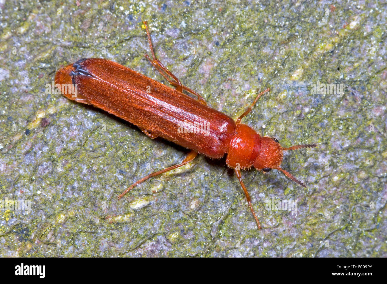 Large timberworm, European sapwood timberworm (Hylecoetus dermestoides), sitting on bark, Germany Stock Photo