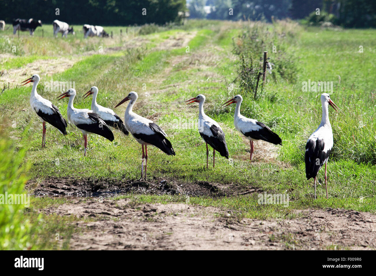 white stork (Ciconia ciconia), group of storks in a meadow, Germany Stock Photo