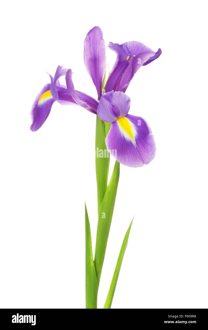 beautiful purple flower iris, isolated on white Stock Photo Alamy