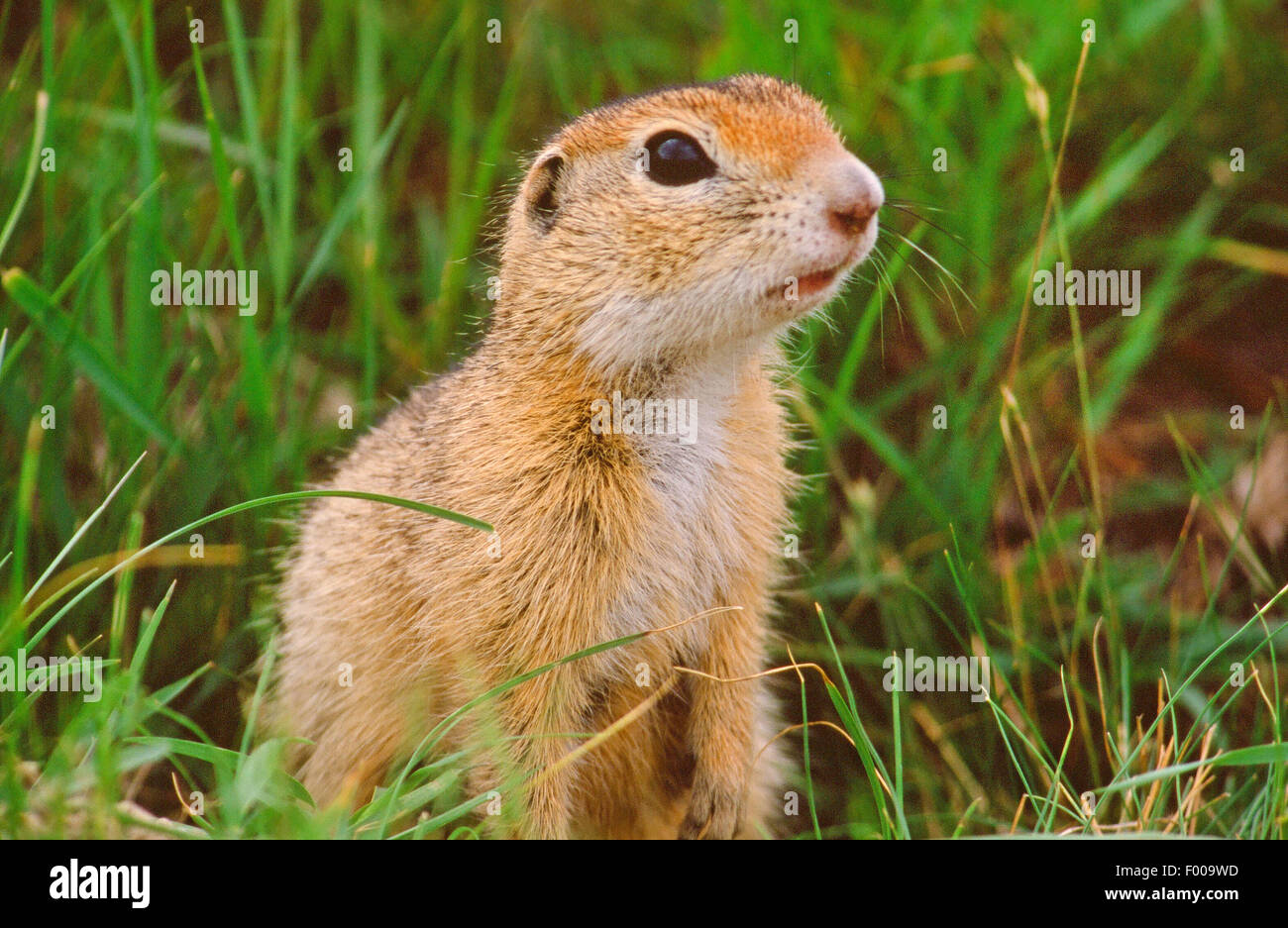 European ground squirrel, European suslik, European souslik (Citellus citellus, Spermophilus citellus), portrait, Germany Stock Photo