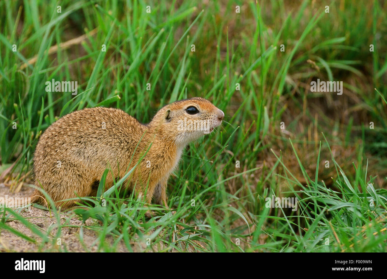 European ground squirrel, European suslik, European souslik (Citellus citellus, Spermophilus citellus), in a meadow, Germany Stock Photo