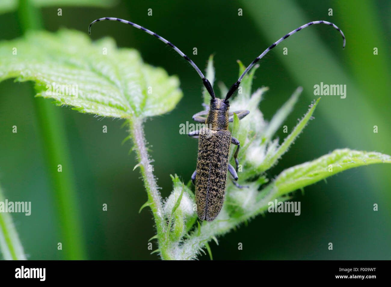 Small poplar borer, Lesser poplar borer, Small poplar longhorn beetle (Saperda populnea), on a stem, Germany, Bavaria Stock Photo
