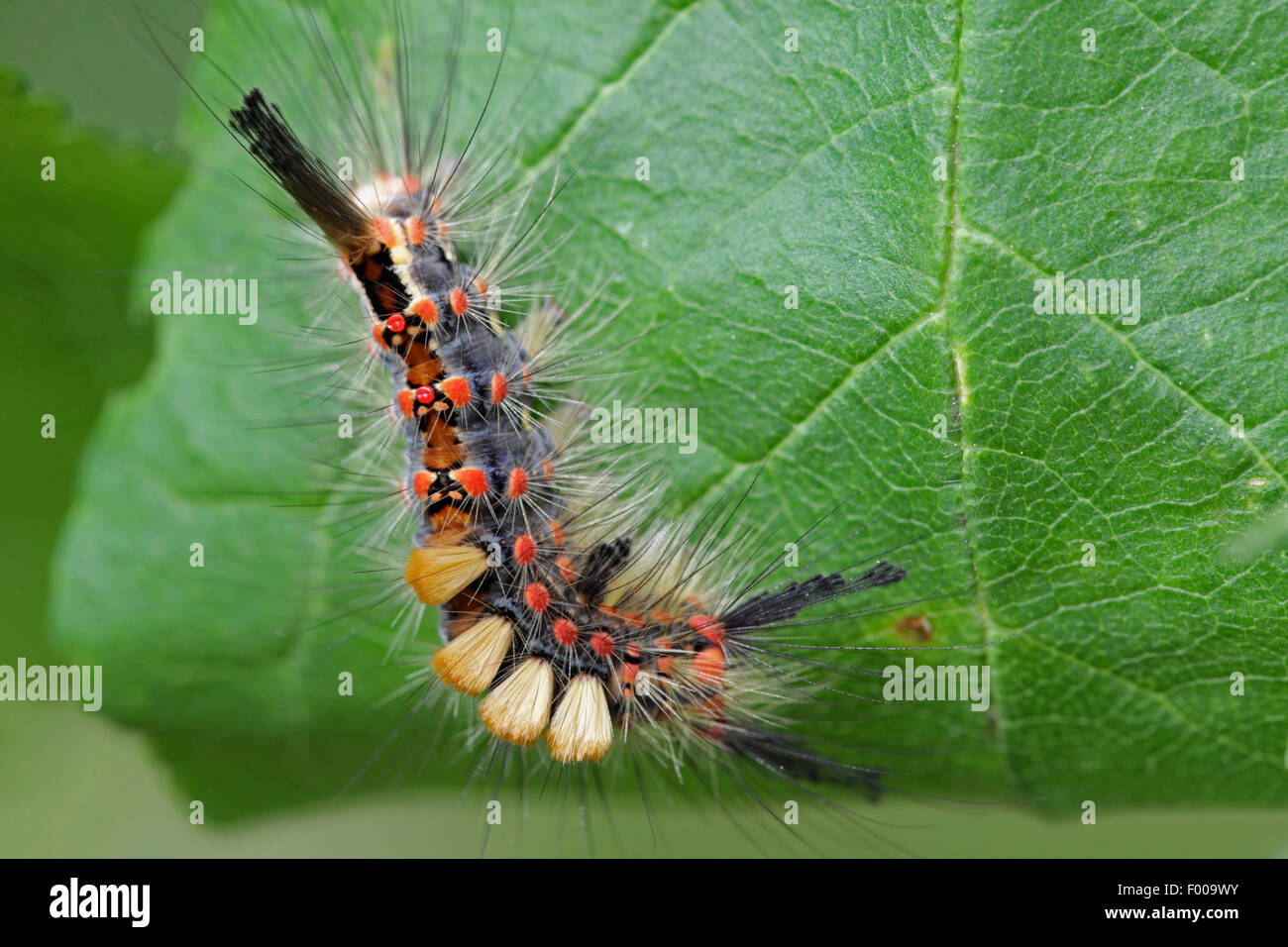 Rusty Tussock Moth, Vapourer Moth (Orgya antiqua), caterpillar, Germany, Bavaria Stock Photo
