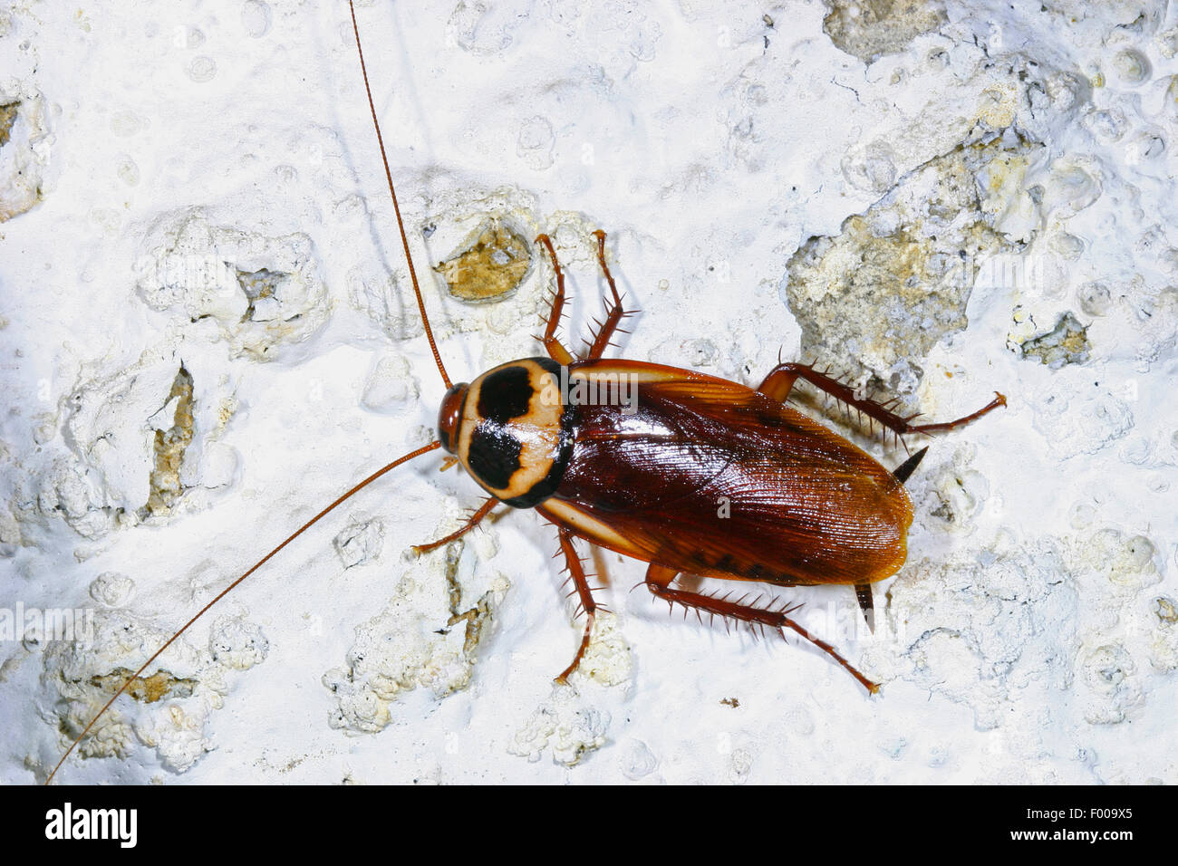 Australian cockroach (Periplaneta australasiae, Blatta australasiae), on flaking finery, Germany Stock Photo