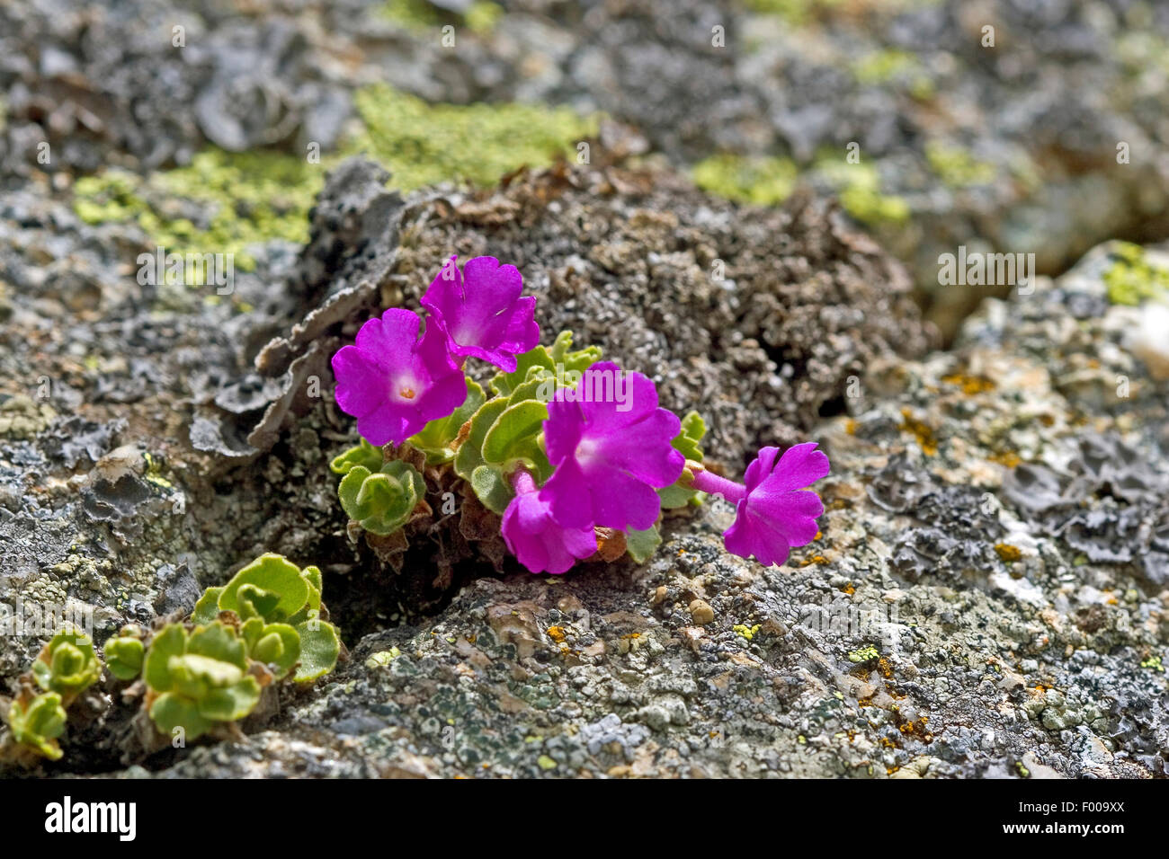 Alpine primula, Hirsuta Primrose (Primula hirsuta, Primula viscosa), blooming, Austria Stock Photo