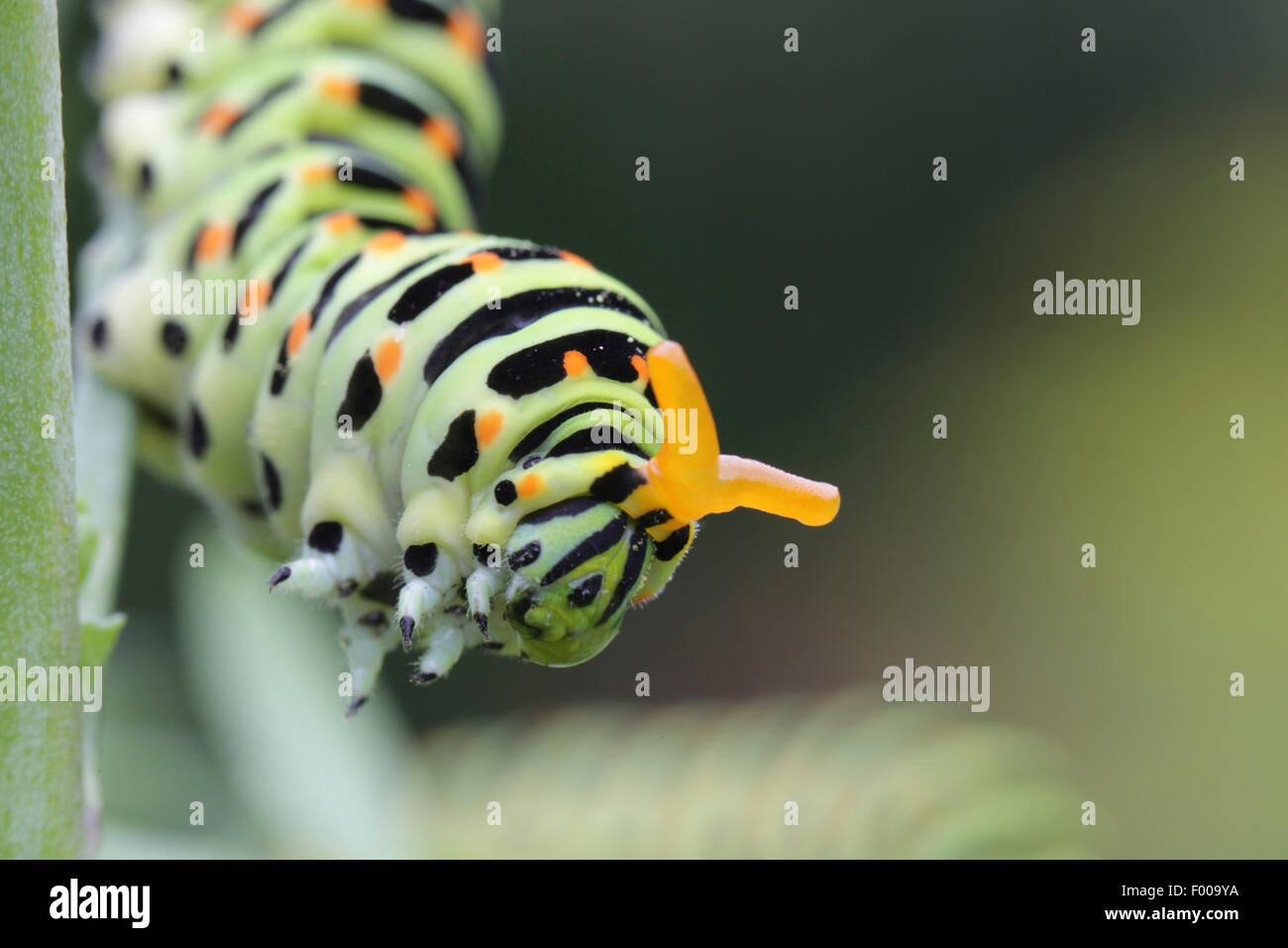 swallowtail (Papilio machaon), caterpillar upending its Osmaterium for defense, Germany, Bavaria Stock Photo