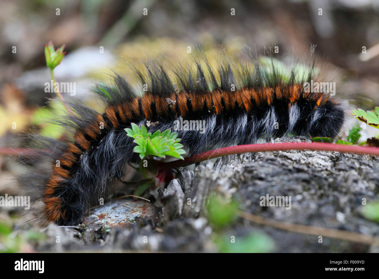 fox moth (Macrothylacia rubi), caterpillar, Germany, Bavaria Stock Photo Alamy