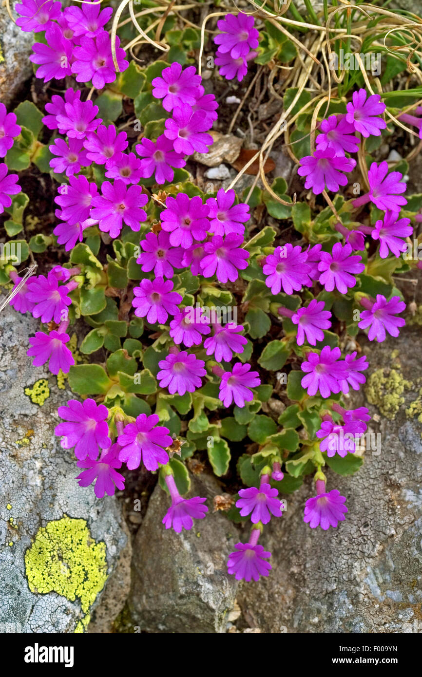 Alpine primula, Hirsuta Primrose (Primula hirsuta, Primula viscosa), blooming, Austria Stock Photo