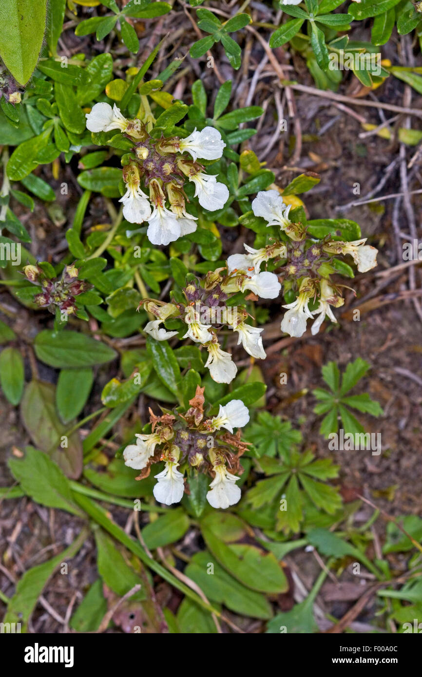 Alpine gamander, Alpine Pennyroyal, Mountain Germander (Teucrium montanum, Polium montanum), blooming, deitschla Stock Photo