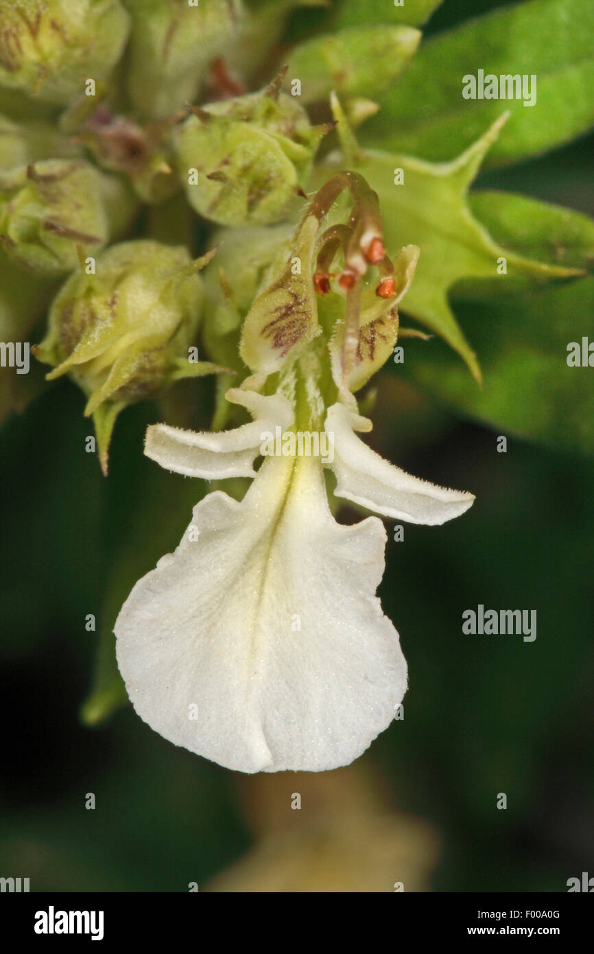 Alpine gamander, Alpine Pennyroyal, Mountain Germander (Teucrium montanum, Polium montanum), flower, deitschla Stock Photo