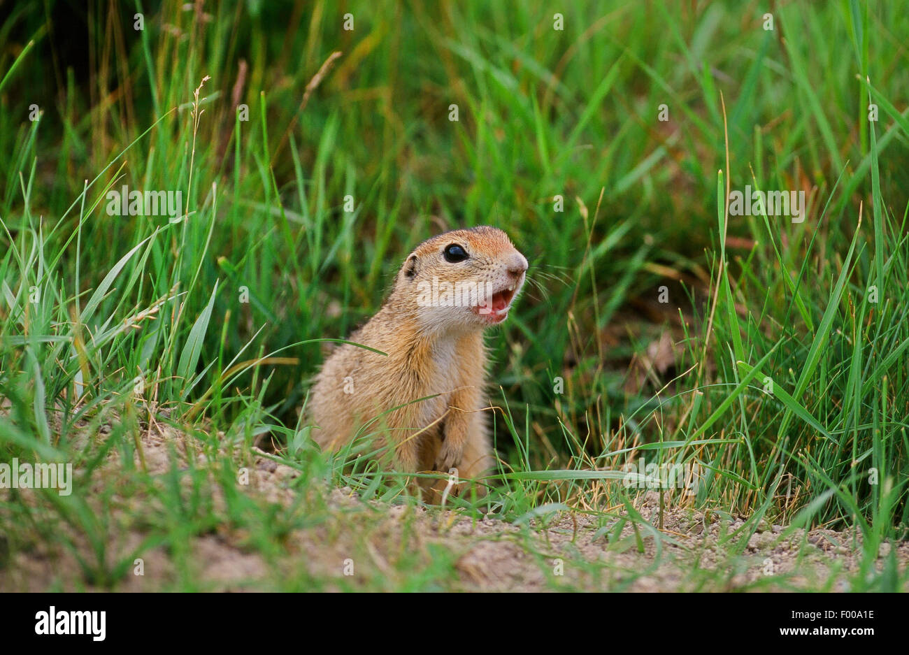 European ground squirrel, European suslik, European souslik (Citellus citellus, Spermophilus citellus), in a meadow, Germany Stock Photo