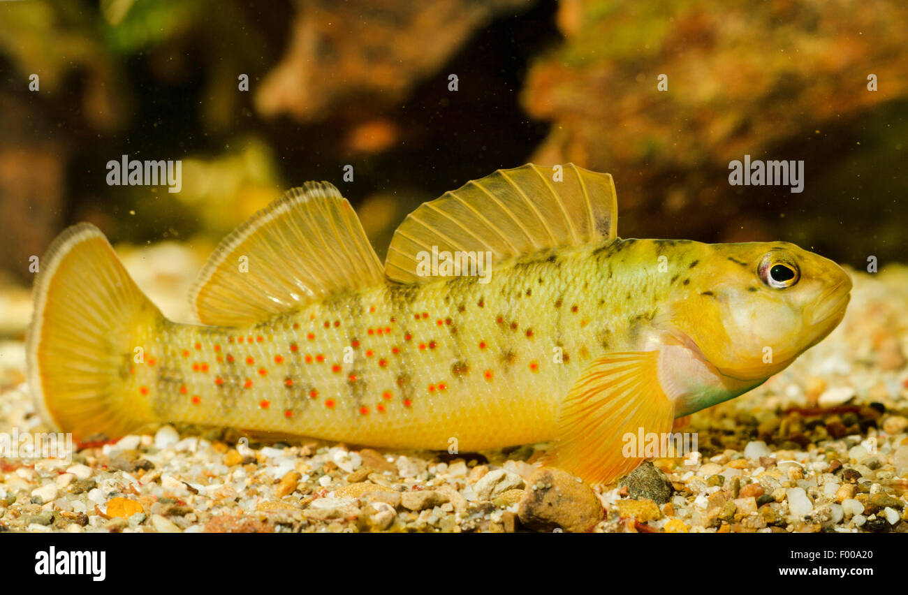 Bluebreast Darter  (Etheostoma camurum), male Stock Photo