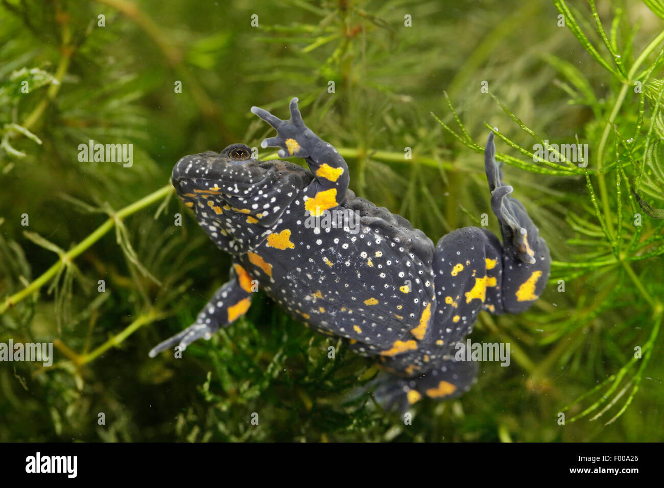 fire-bellied toad (Bombina bombina), fire-bellied toad swimming through Mouse-ear chickweed, Germany, Bavaria Stock Photo