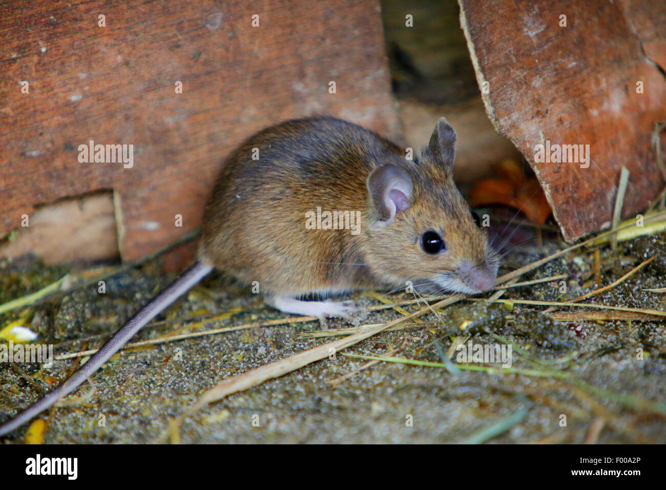 house mouse (Mus musculus), on the ground, Germany, Bavaria Stock Photo