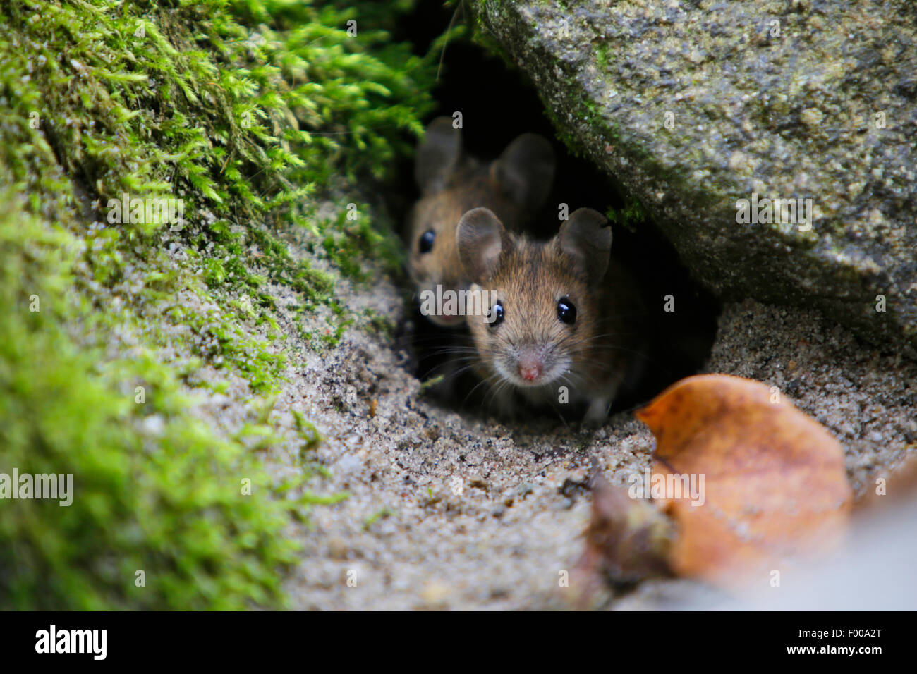 house mouse (Mus musculus), juvenile house mice leaving the nest for