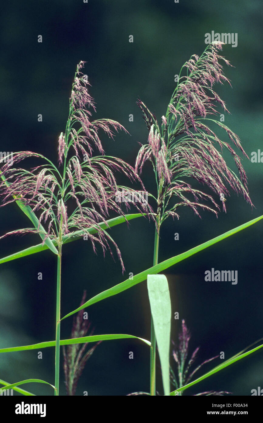 reed grass, common reed (Phragmites communis, Phragmites australis), panicles, Germany Stock Photo