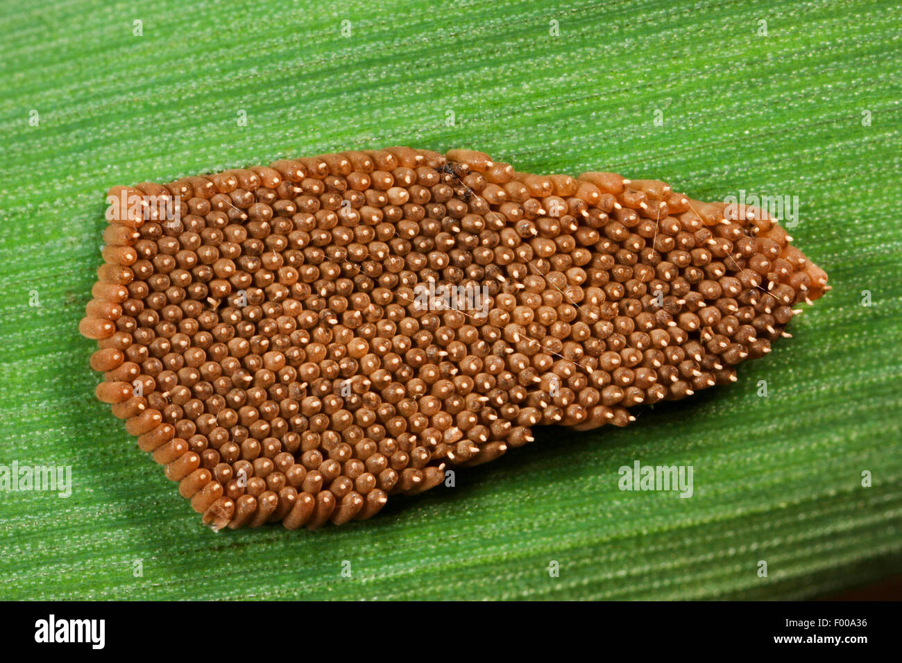 alderfly (Sialis spec.), eggs on a leaf, Germany Stock Photo