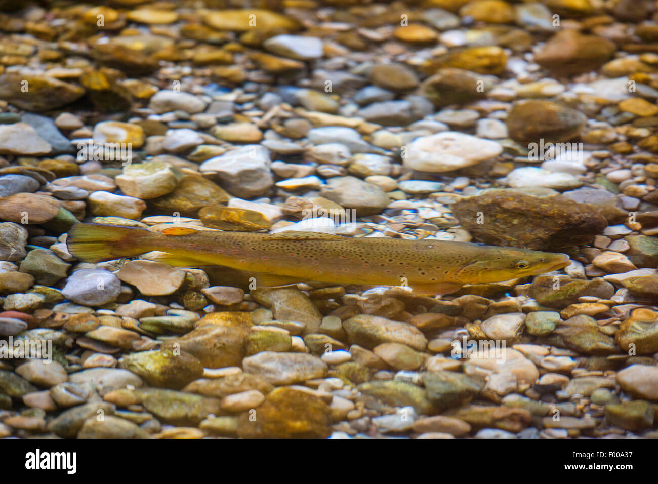 brown trout, river trout, brook trout (Salmo trutta fario), male at the fish migration, Germany, Bavaria Stock Photo