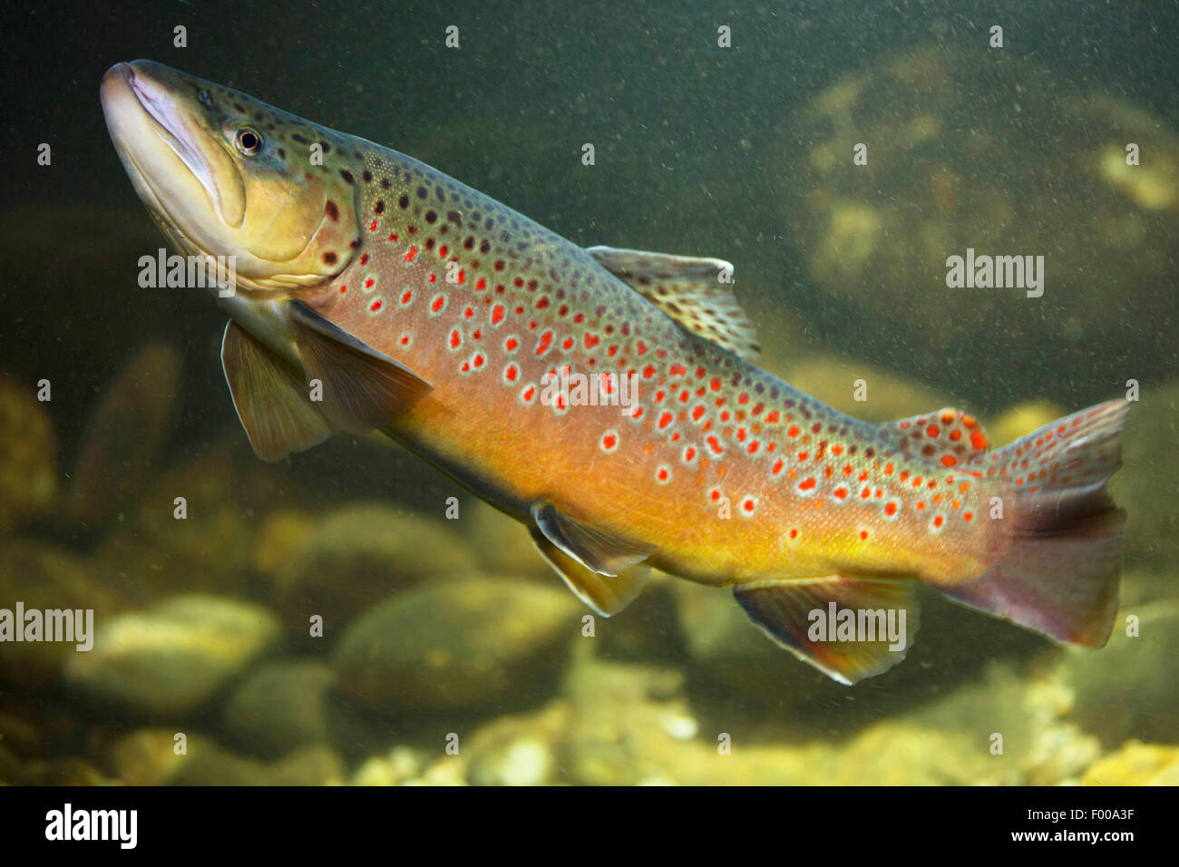 brown trout, river trout, brook trout (Salmo trutta fario), male , Germany, Bavaria Stock Photo