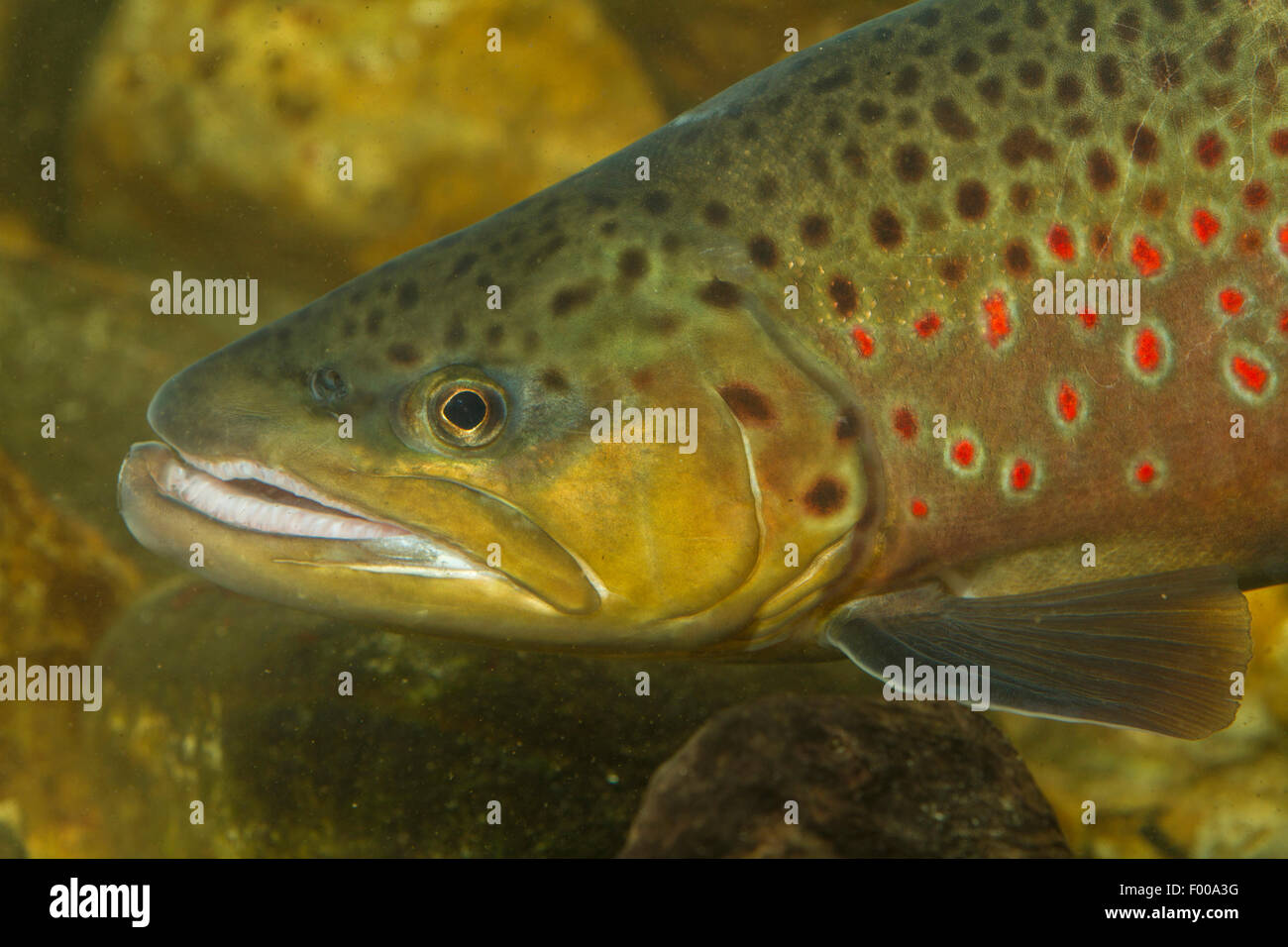 brown trout, river trout, brook trout (Salmo trutta fario), male