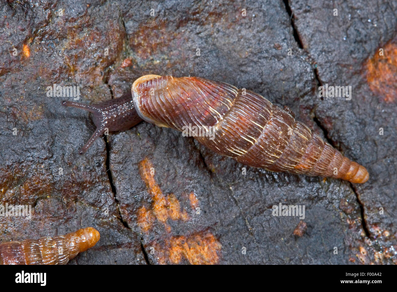 Common door snail, Thames door snail, Two-lipped door snail (Alinda biplicata, Balea biplicata, Laciniaria biplicata), on a stone, Germany Stock Photo