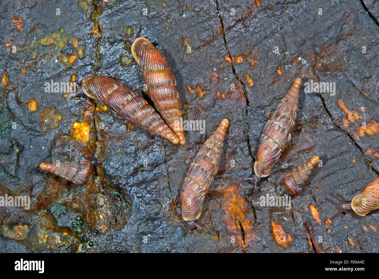 Common door snail, Thames door snail, Two-lipped door snail (Alinda biplicata, Balea biplicata, Laciniaria biplicata), several Common door snails on a stone, Germany Stock Photo