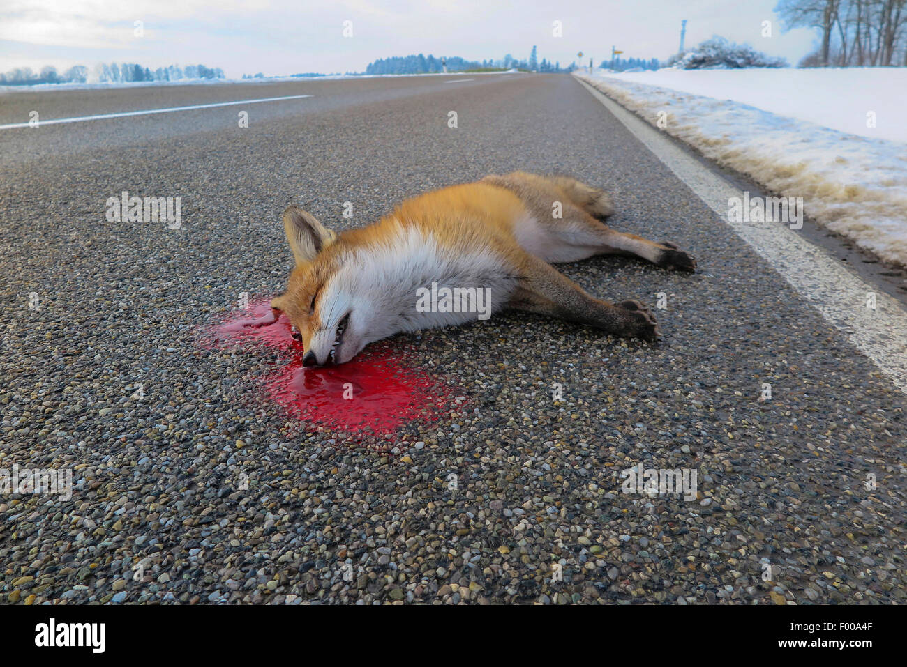 red fox (Vulpes vulpes), dead on the street, roadkill, Germany, Bavaria Stock Photo