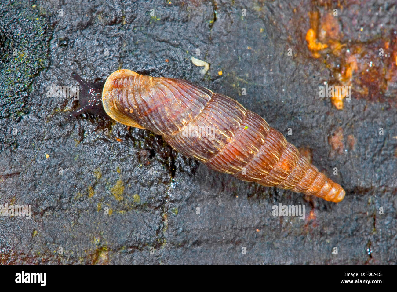Common door snail, Thames door snail, Two-lipped door snail (Alinda biplicata, Balea biplicata, Laciniaria biplicata), on wet wood, Germany Stock Photo