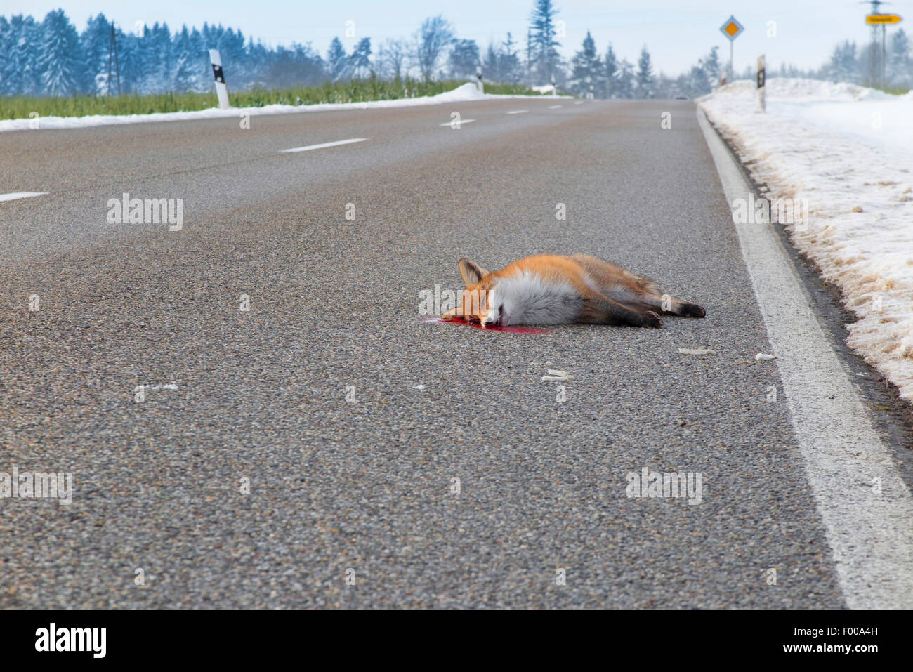 red fox (Vulpes vulpes), dead on the street, roadkill, Germany, Bavaria Stock Photo