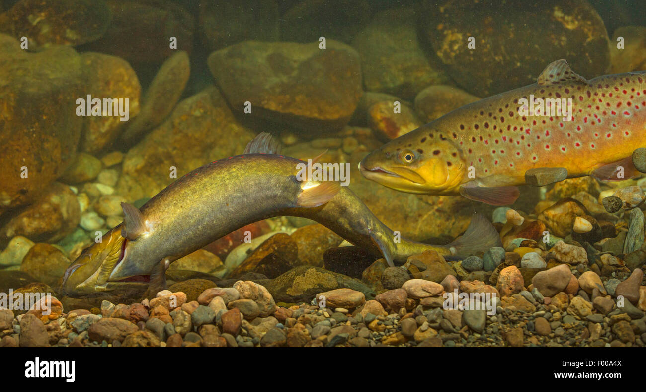 brown trout, river trout, brook trout (Salmo trutta fario), spawning, female digging spawning pit, Germany Stock Photo