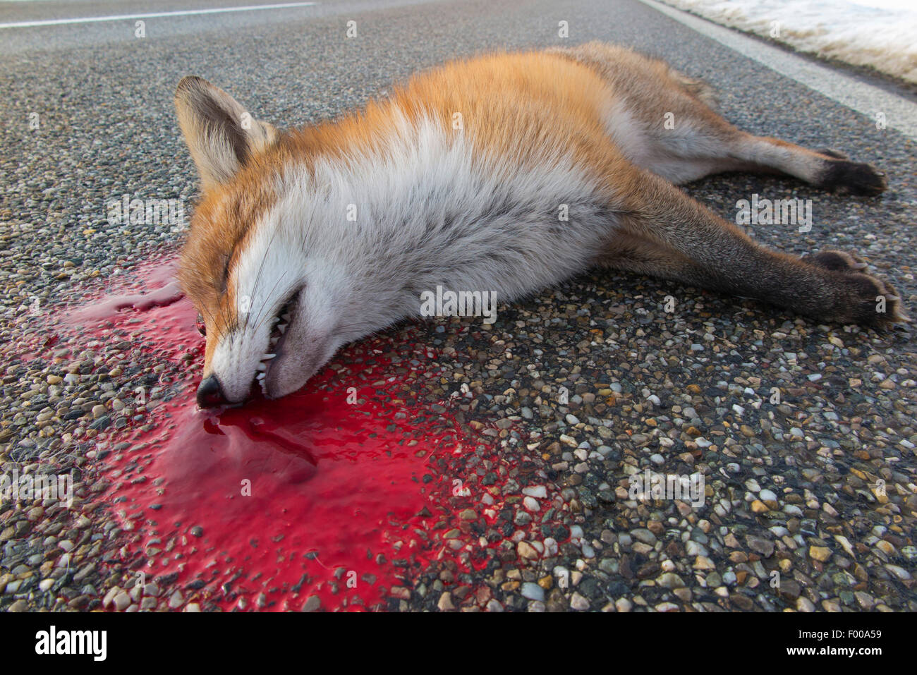 red fox (Vulpes vulpes), dead fox lying in a poole of blood on the road, road casualty, Germany, Bavaria Stock Photo