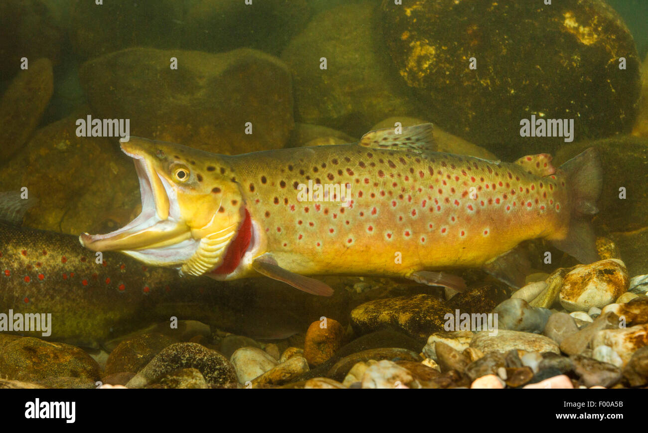 brown trout, river trout, brook trout (Salmo trutta fario), male with