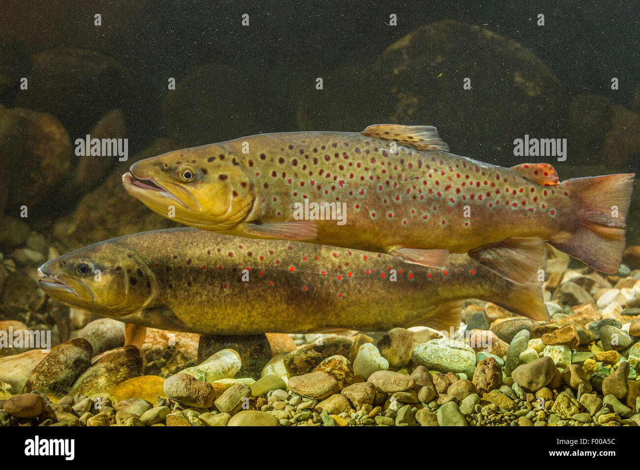 brown trout, river trout, brook trout (Salmo trutta fario), male and female spawning, Germany, Bavaria Stock Photo