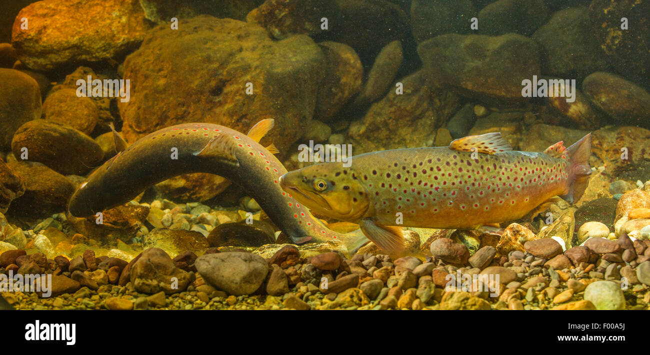 brown trout, river trout, brook trout (Salmo trutta fario), male and female, female digging spawning pit, Germany, Bavaria Stock Photo
