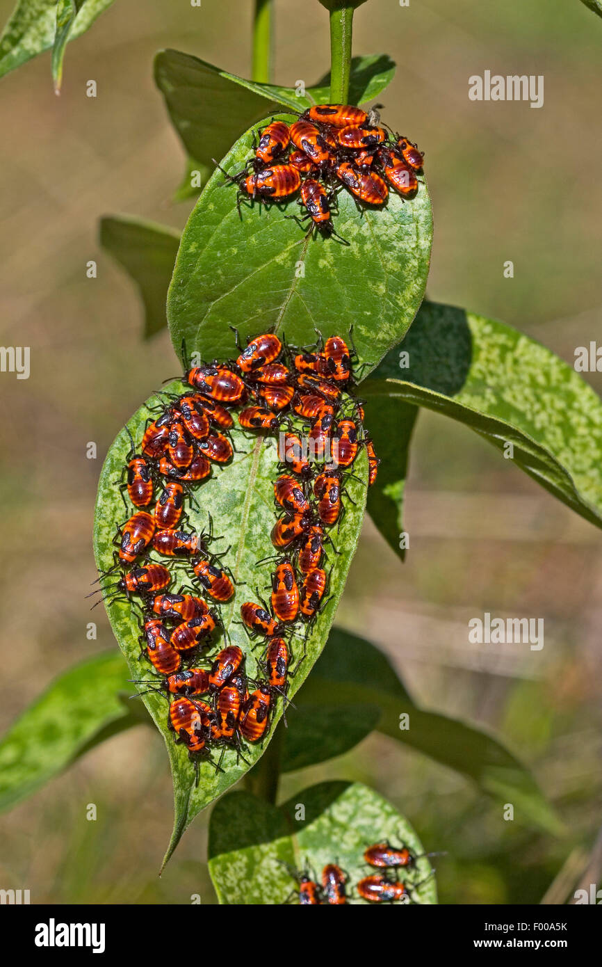 Ground Bug, Lygaeid bug (Tropidothorax leucopterus), nymphs feeding on ...