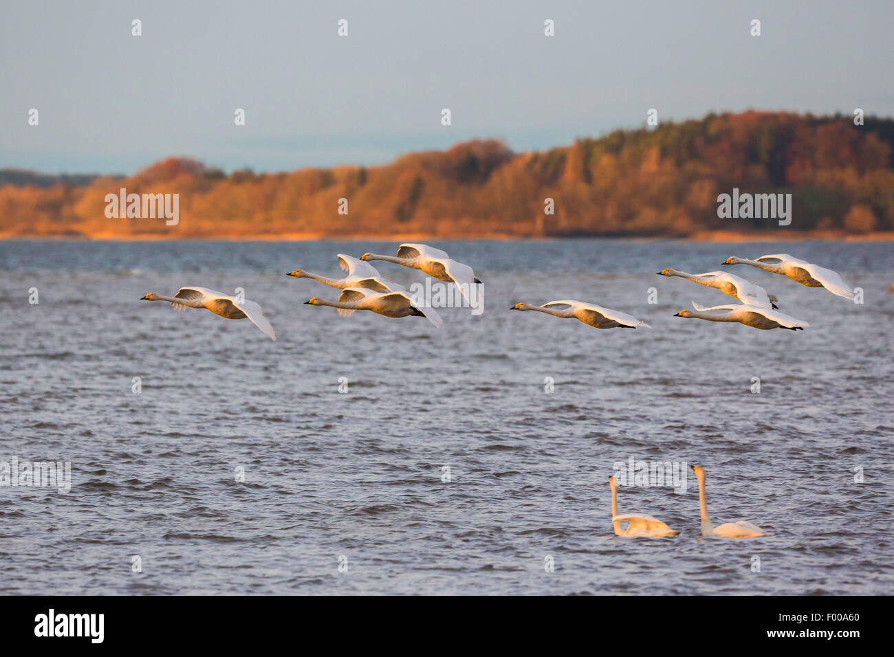 whooper swan (Cygnus cygnus), flock flying over a swimming couple in the evening light, Germany, Bavaria, Lake Chiemsee Stock Photo