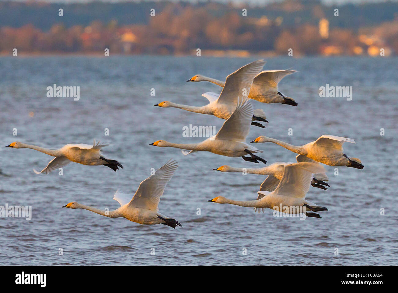 whooper swan (Cygnus cygnus), troop approach for a landing in the evening light, Germany, Bavaria, Lake Chiemsee Stock Photo