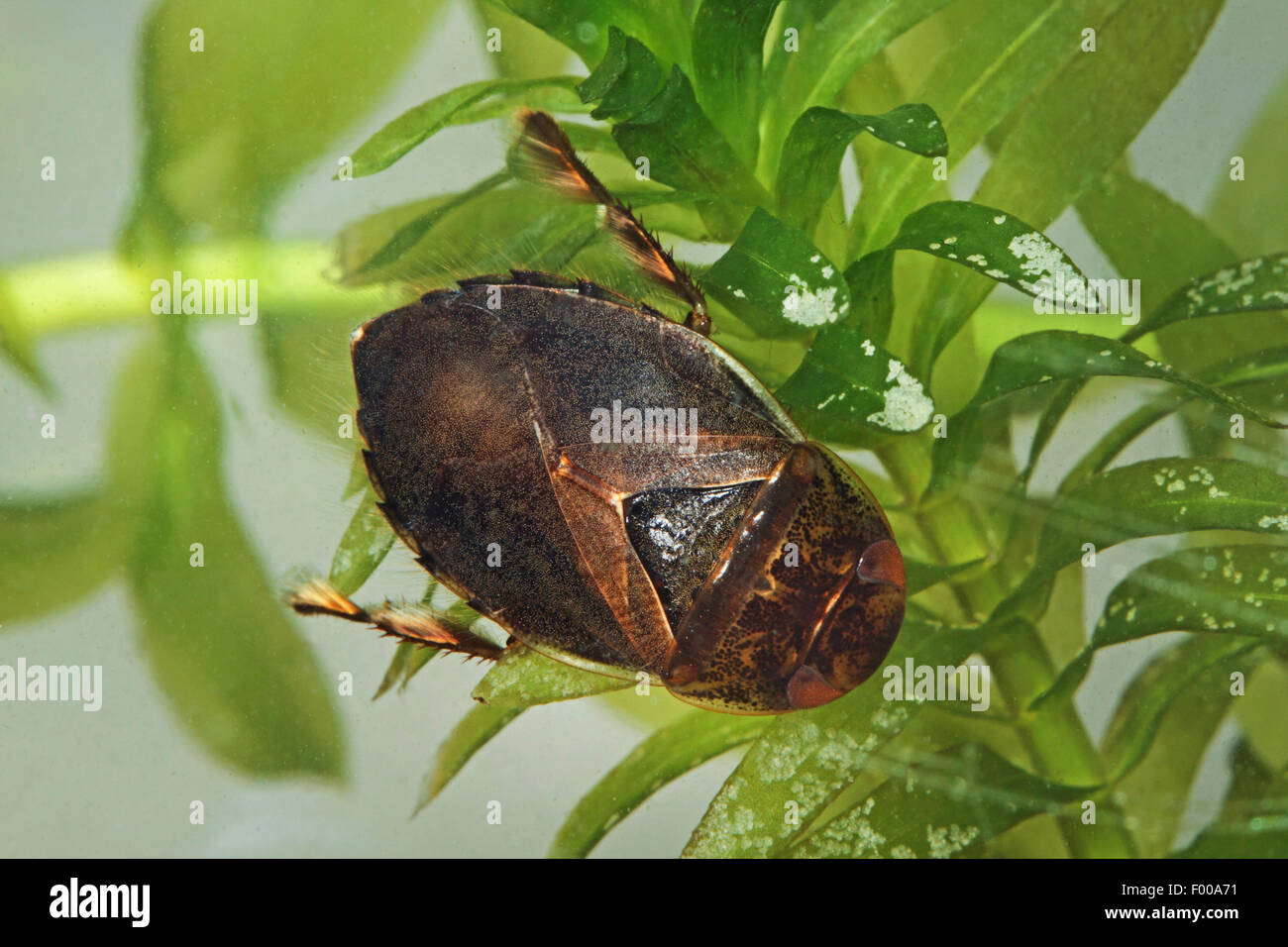 Saucer bug, Creeping water bug (Ilyocoris cimicoides, Naucoris cimicoides), on Elodea, Germany Stock Photo